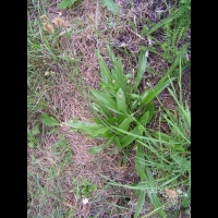 Plantain lanceole (1)